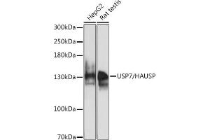 Western blot analysis of extracts of various cell lines, using USP7/HAUSP antibody (ABIN6132279, ABIN6150031, ABIN6150033 and ABIN6217612) at 1:1000 dilution. (USP7 抗体  (AA 206-1102))