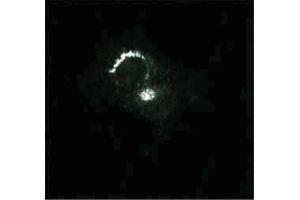 Immunofluorescence staining of PSFK-1 cells (Human neuroectodermal tumor line, ATCC CRL-2060). (Syntaxin 6 抗体  (AA 6-136))