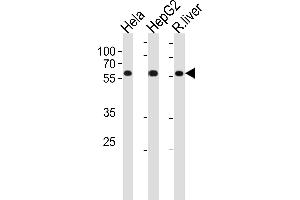 POLD2 Antibody (Center) (ABIN1881666 and ABIN2843420) western blot analysis in Hela,HepG2 cell line and rat liver tissue lysates (35 μg/lane). (POLD2 抗体  (AA 237-265))