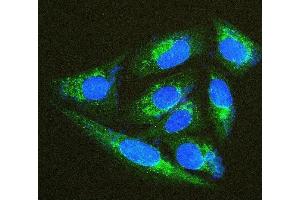 IF analysis of TXN2 using anti-TXN2 antibody (ABIN7602150).