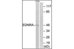 Western blot analysis of extracts from COS7 cells, using EDNRA Antibody . (Endothelin-1 Receptor 抗体  (C-Term))