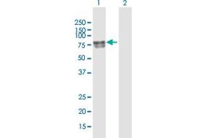 Western Blot analysis of DBH expression in transfected 293T cell line by DBH MaxPab polyclonal antibody. (DBH 抗体  (AA 1-603))