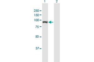 Western Blot analysis of UNC45B expression in transfected 293T cell line by UNC45B MaxPab polyclonal antibody.