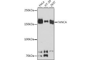 Western blot analysis of extracts of various cell lines, using FANCA Rabbit mAb (ABIN7267124) at 1:1000 dilution. (FANCA 抗体)