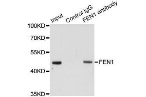 Immunoprecipitation analysis of 200ug extracts of HeLa cells using 1ug FEN1 antibody.
