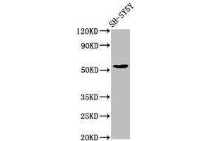 Western Blot Positive WB detected in: SH-SY5Y whole cell lysate All lanes: MZF1 antibody at 7. (MZF1 抗体  (AA 186-354))
