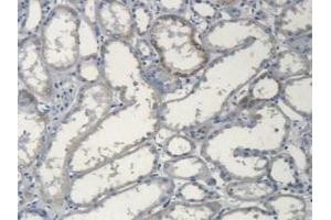 IHC-P analysis of Human Kidney Tissue, with DAB staining. (Apolipoprotein L 2 抗体  (AA 186-337))