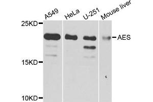 Western blot analysis of extracts of various cells, using AES antibody. (AES 抗体)