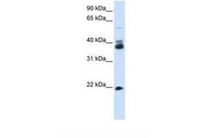 Image no. 1 for anti-Synaptophysin (SYP) (N-Term) antibody (ABIN6738166) (Synaptophysin 抗体  (N-Term))