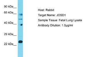 Host: Rabbit Target Name: JOSD1 Sample Tissue: Human Fetal Lung Antibody Dilution: 1ug/ml (JOSD1 抗体  (N-Term))