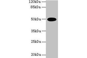 Western blot All lanes: TUFM antibody at 2 μg/mL + U251 whole cell lysate Secondary Goat polyclonal to rabbit IgG at 1/10000 dilution Predicted band size: 50 kDa Observed band size: 50 kDa (TUFM 抗体  (AA 46-290))