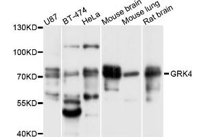 Western blot analysis of extracts of various cell lines, using GRK4 antibody (ABIN5997844) at 1/1000 dilution.