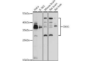 Western blot analysis of extracts of various cell lines, using DKK1 antibody (ABIN3016252, ABIN3016253, ABIN3016254 and ABIN6219665) at 1:3000 dilution. (DKK1 抗体  (AA 71-266))
