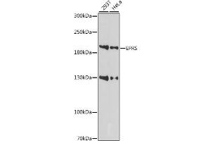 Western blot analysis of extracts of various cell lines, using EPRS antibody (ABIN7267432) at 1:1000 dilution. (EPRS 抗体  (AA 900-1000))