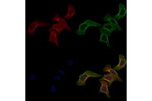 ABIN6261680 and ABIN6268889 staining Hela cells by IF/ICC.