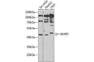 Western blot analysis of extracts of various cell lines, using  Antibody (ABIN6129179, ABIN6136708, ABIN6136710 and ABIN6222176) at 1:1000 dilution. (AKAP5 抗体  (AA 1-270))