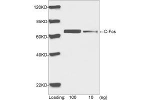 Western blot analysis of human C-Fos recombinant protein using Rabbit Anti-C-Fos Polyclonal Antibody (ABIN399020, 1 µg/mL) The signal was developed with IRDyeTM 800 Conjugated Goat Anti-Rabbit IgG. (c-FOS 抗体  (AA 250-300))