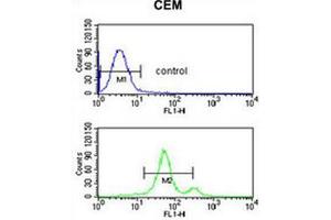 ACCN2 Antibody (C-term) flow cytometric analysis of CEM cells (bottom histogram) compared to a negative control cell (top histogram). (ASIC1 抗体  (C-Term))