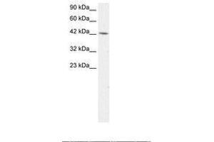 Image no. 2 for anti-Transcription Factor AP-4 (Activating Enhancer Binding Protein 4) (TFAP4) (AA 264-313) antibody (ABIN202277) (TFAP4 抗体  (AA 264-313))