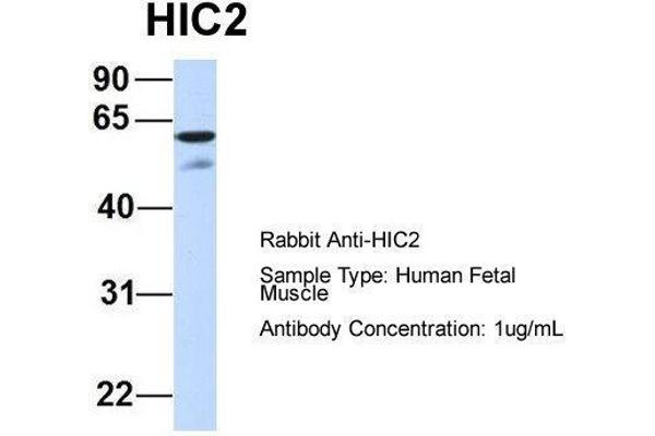 HIC2 抗体  (Middle Region)