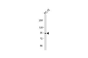 Western Blotting (WB) image for anti-Proprotein Convertase Subtilisin/kexin Type 1 (PCSK1) (AA 175-207) antibody (ABIN6243942)