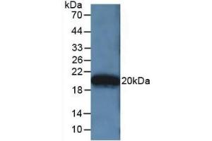 Detection of Recombinant APOA5, Human using Polyclonal Antibody to Apolipoprotein A5 (APOA5) (APOA5 抗体  (AA 167-335))