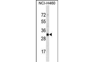 Western blot analysis in NCI-H460 cell line lysates (35ug/lane). (OR4D2 抗体  (C-Term))