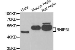 Western Blotting (WB) image for anti-BCL2/adenovirus E1B 19kDa Interacting Protein 3-Like (BNIP3L) antibody (ABIN1980299) (BNIP3L/NIX 抗体)
