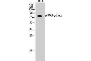 Western Blotting (WB) image for anti-Peroxisome Proliferator-Activated Receptor gamma (PPARG) (pSer112) antibody (ABIN3182214)