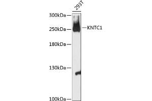 Western blot analysis of extracts of 293T cells, using KNTC1 antibody (ABIN6128162, ABIN6142987, ABIN6142988 and ABIN6216914) at 1:3000 dilution. (KNTC1 抗体  (AA 900-1100))