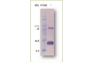 Western Blot analysis of recombinant Activin A. (INHBA Protein (His tag))