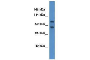 WB Suggested Anti-Nbr1 Antibody Titration: 0. (NBR1 抗体  (C-Term))