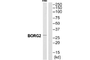 Western blot analysis of extracts from K562 cells, using CDC42EP3 antibody. (CDC42EP3 抗体  (N-Term))