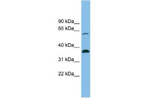 WB Suggested Anti-SLC25A4 Antibody Titration: 0.