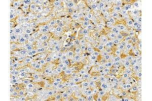 ABIN7095672 and ABIN7099734 at 1/100 staining mouse liver tissue by IHC-P.