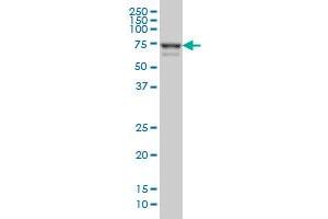 MYNN monoclonal antibody (M01), clone 3E8 Western Blot analysis of MYNN expression in Hela S3 NE . (Myoneurin 抗体  (AA 501-610))