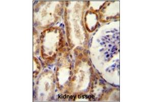 Image no. 2 for anti-5'-Nucleotidase, Ecto (CD73) (NT5E) (AA 1-30), (N-Term) antibody (ABIN357389) (CD73 抗体  (N-Term))