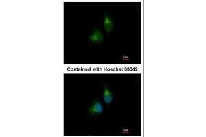 ICC/IF Image Immunofluorescence analysis of methanol-fixed A549, using PDIR, antibody at 1:200 dilution. (PDIA5 抗体)