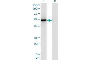 Western Blot analysis of TRAF2 expression in transfected 293T cell line by TRAF2 monoclonal antibody (M04A), clone 4C11. (TRAF2 抗体  (AA 1-501))