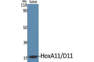 Western Blotting (WB) image for anti-Homeobox A11/D11 (HOXA11 + HOXD11) (C-Term) antibody (ABIN3175529) (HOXA11/D11 抗体  (C-Term))