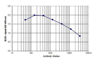 ELISA of anti-Ash2 antibody ELISA results of Rabbit anti-Ash2 antibody. (ASCL2 抗体  (C-Term))