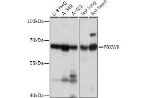 Western blot analysis of extracts of various cell lines, using FBXW8 Rabbit pAb (ABIN7267083) at 1:1000 dilution. (FBXW8 抗体)