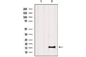 Western blot analysis of extracts from Rat lung, using PLA2G1B Antibody. (PLA2G1B 抗体  (C-Term))