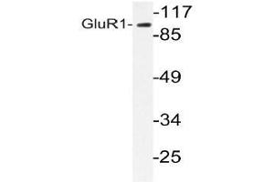 Western blot analysis of GluR1 antibody in extracts from COS-7 cells. (Glutamate Receptor 1 抗体)