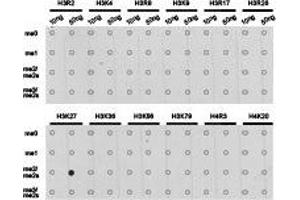 Dot-blot analysis of all sorts of methylation peptides using H3K27me2 antibody. (Histone 3 抗体  (H3K27me2))