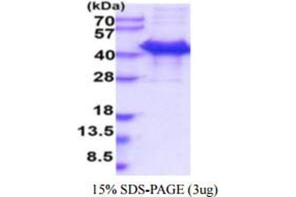 CALU Protein (AA 20-315)