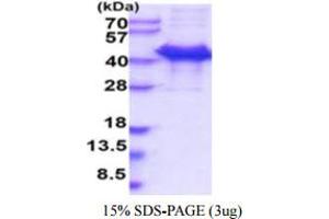 SDS-PAGE (SDS) image for Calumenin (CALU) (AA 20-315) protein (ABIN5854970)