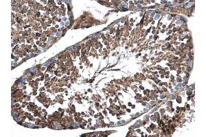 IHC-P Image AP4M1 antibody [N1C1] detects AP4M1 protein at cytoplasm in mouse testis by immunohistochemical analysis.