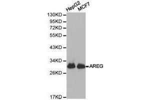 Western Blotting (WB) image for anti-Amphiregulin (AREG) antibody (ABIN1871064) (Amphiregulin 抗体)