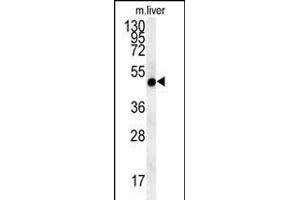NI Antibody (N-term) (ABIN654036 and ABIN2843947) western blot analysis in mouse liver tissue lysates (15 μg/lane). (NIPAL4 抗体  (N-Term))